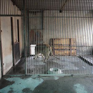 Indoor enclosure for Pantheras