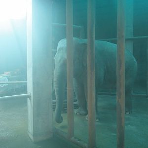 Asian elephant /Elephas maximus (female) Xin Xin