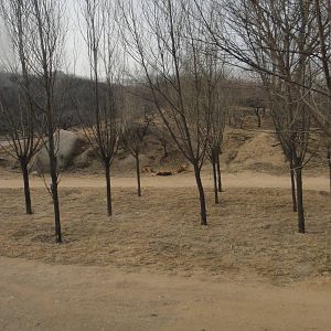 Tiger area