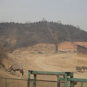 African herbivore enclosure