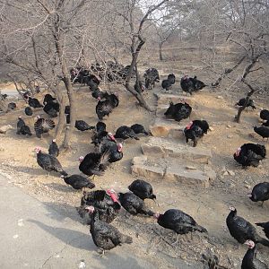 Turkey (Meleagris gallopavo)
