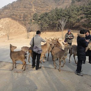 Sika deer/ Cervus nippon