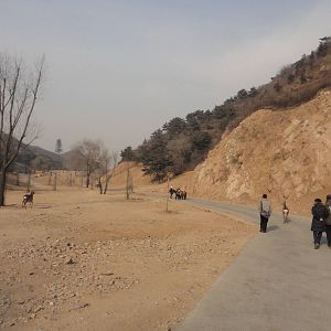 Walking in the herbivore area