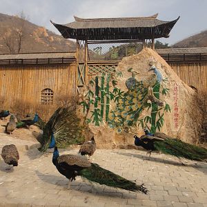 Blue Peafowl (Pavo cristatus)