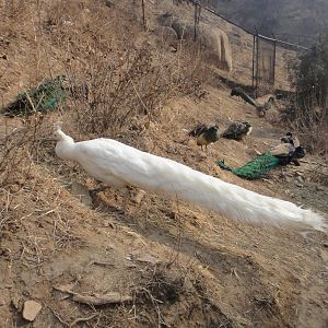 White peafowl
