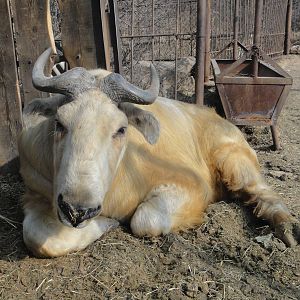 Golden takin (Budorcas taxicolor bedfordi)
