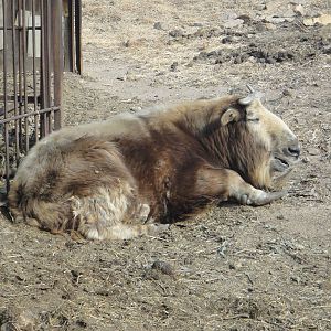 Golden Takin (Budorcas taxicolor bedfordi)