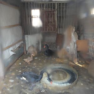 Black Swan (Cygnus atratus) in the winter house