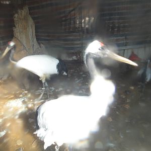 Red-crowned crane (Grus japonensis) in the winter house