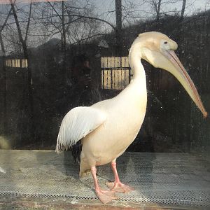 Pelican in the winter house