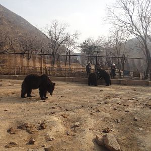 Young ussuri brown bears (Ursus arctos lasiotus)