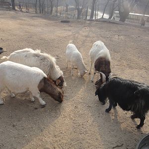Goats