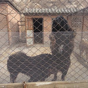 Tibetan Mastiff