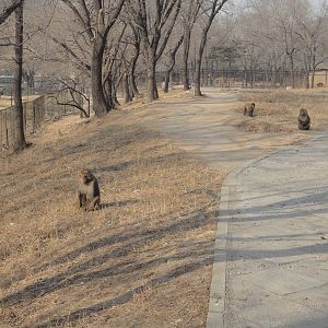 Free-range macaques