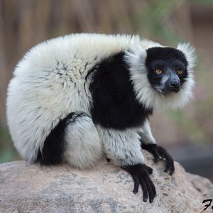 bw ruffed lemur