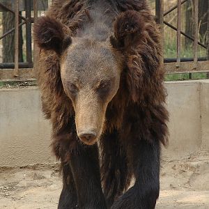 Hybrid Bear (Ursus arctos ssp. x Ursus thibetanus)