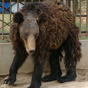 Hybrid Bear (Ursus arctos ssp. x Ursus thibetanus)