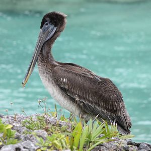 Brown pelican