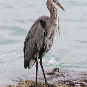 Great blue heron