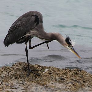Great blue heron