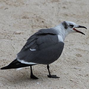 Gull ID