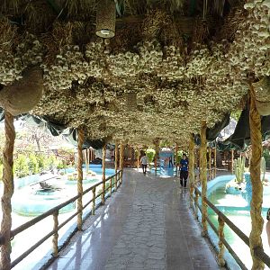 Garlic ceiling, April 2013.