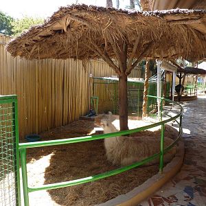 Llama enclosure, April 2013.