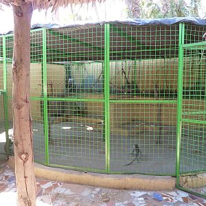 Grivet cage, April 2013.