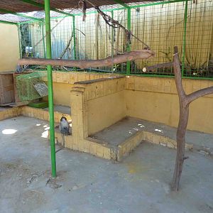 Inside the grivet cage, April 2013.