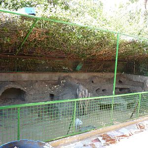 Rabbit enclosure, April 2013.