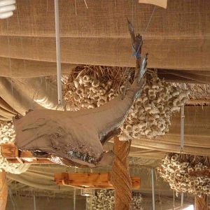 Stuffed guitarfish, April 2013.