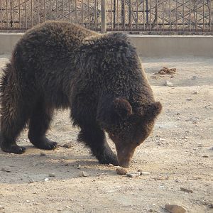 Young ussuri brown bear (Ursus arctos lasiotus)