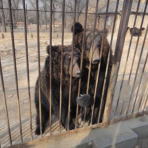 Young ussuri brown bears (Ursus arctos lasiotus)