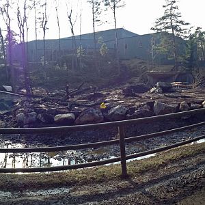 Extended gorilla enclosure