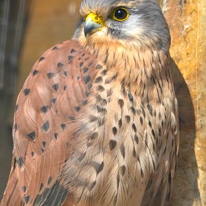 Kestrel