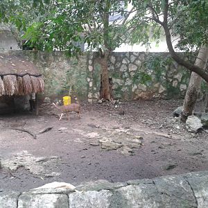 Enclosure Yucatan brocket deers