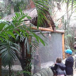 Woodpecker enclosure