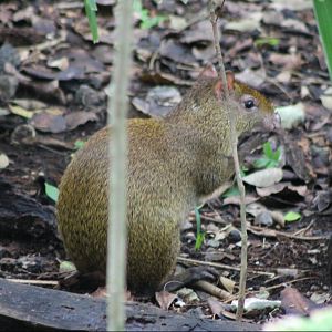 Agouti ID