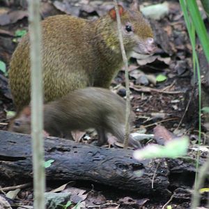 Agouti with young ID