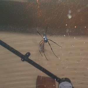 Red-legged Golden Orb Weaver Spider