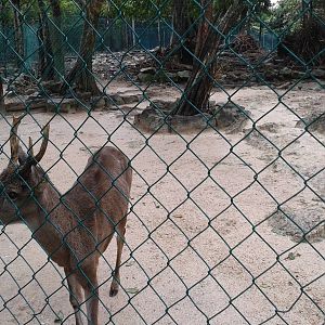 Deer enclosure