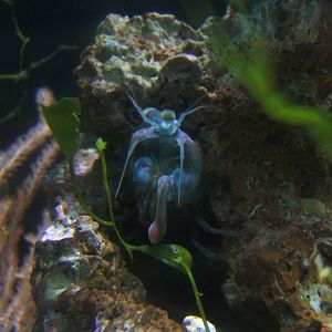 Peacock Mantis Shrimp
