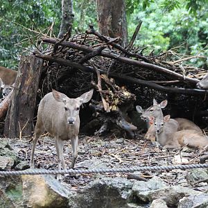 Yucatan white-tailed deers