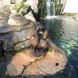 South American Fur Seal