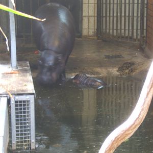 Pygmy Hippo and calf