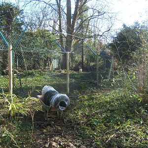 View of Wolf enclosure construction