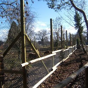 View of Red River Hog enclosure