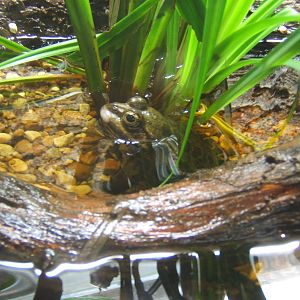 Marsh Frog