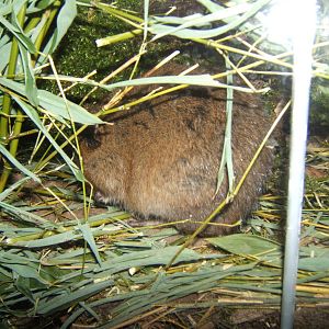 Water Vole
