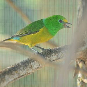 Blue-naped Chlorophonia